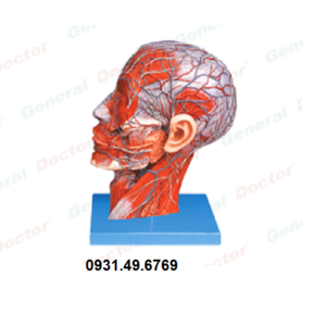 MÔ HÌNH CƠ MẠCH MÁU ĐẦU CỔ HONGLIAN GD/A18210