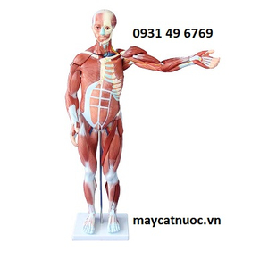 Mô hình giải phẫu cơ thể người toàn thân 80cm