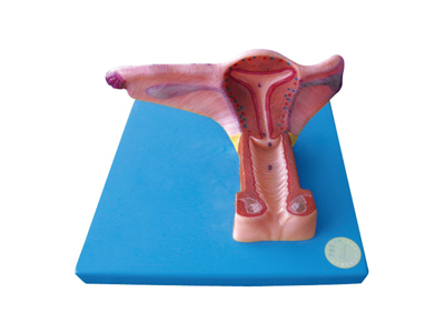 Mô hình cơ quan sinh dục bên trong nữ