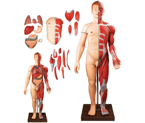 Tìm hiểu nhiều hơn 81 mô hình anatomy tuyệt vời nhất  Eteachers