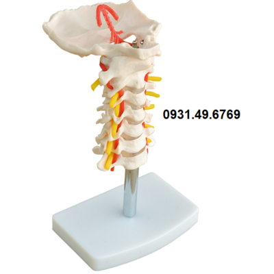 MÔ HÌNH ĐỐT SỐNG CỔ KÈM ĐỘNG MẠCH VÙNG CỔ