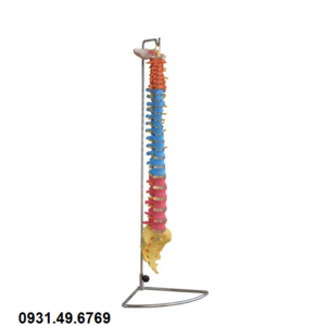 MÔ HÌNH GIẢI PHẪU XƯƠNG CỘT SỐNG SƠN MÀU