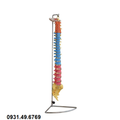 MÔ HÌNH GIẢI PHẪU XƯƠNG CỘT SỐNG SƠN MÀU