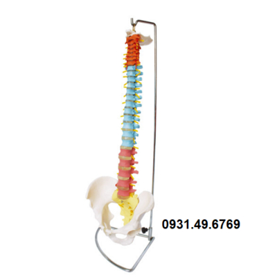 MÔ HÌNH XƯƠNG CỘT SỐNG VÀ XƯƠNG CHẬU SƠN MÀU 83CM