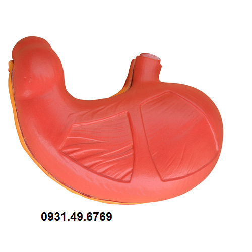 mo-hinh-giai-phau-da-day