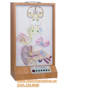 Mô hình dẫn truyền của cơ quan thính giác
