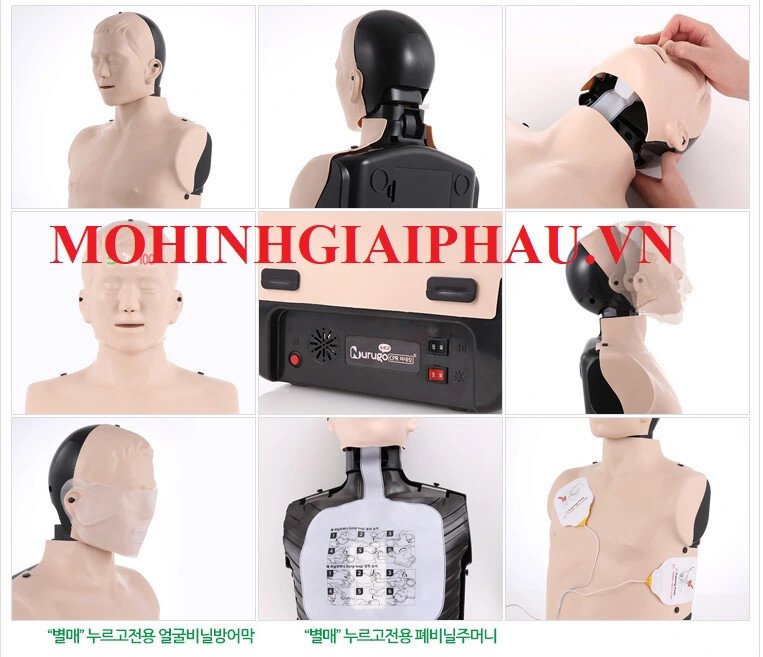 Mô hình đào tạo hồi sức tim phổi Nurugo L330