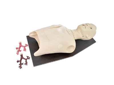 Mô hình đào tạo nội soi phế quản