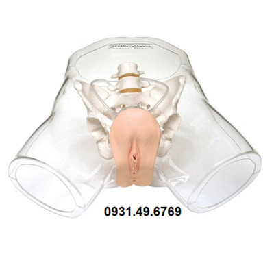MÔ HÌNH ĐẶT SONDE TIỂU NỮ TRONG SUỐT HONGLIAN GD/H16F