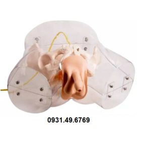 MÔ HÌNH ĐẶT SONDE TIỂU NAM TRONG SUỐT HONGLIAN GD/H16E