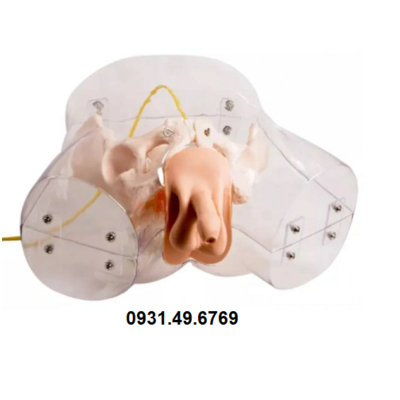 MÔ HÌNH ĐẶT SONDE TIỂU NAM TRONG SUỐT HONGLIAN GD/H16E