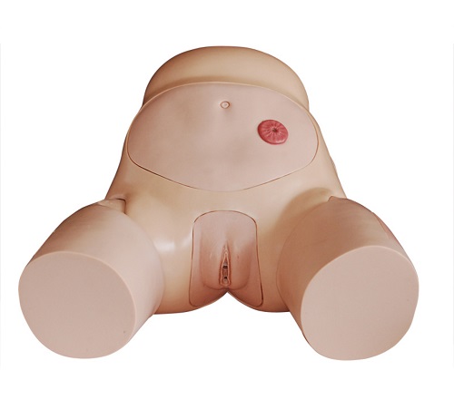 Mô hình đặt sonde tiểu nữ