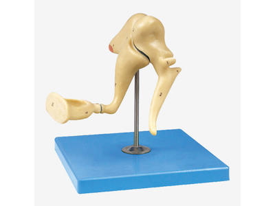 Mô hình dây thần kinh thính giác