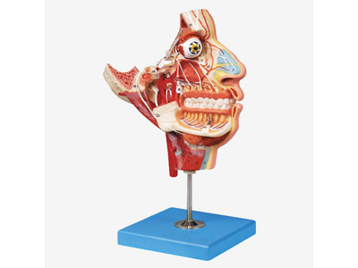 Mô hình dây thần kinh và mạch máu trong hộp sọ