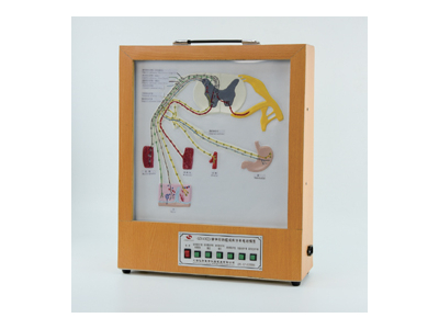 Mô hình điện tử của dây thần kinh cột sống