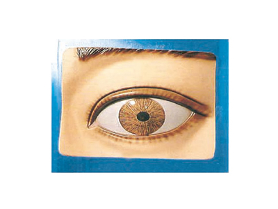 Mô hình điều chỉnh đồng tử