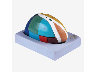 Mô hình đồi não phóng to