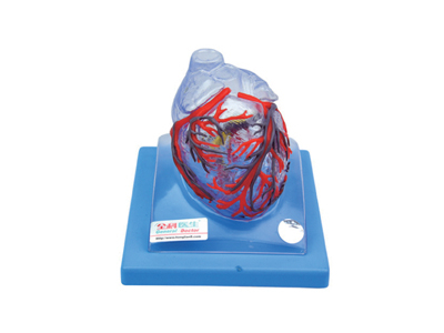 Mô hình động mạch vành tim trong suốt