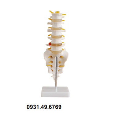 MÔ HÌNH ĐỐT SỐNG THẮT LƯNG VỚI XƯƠNG CÙNG VÀ XƯƠNG CỤT