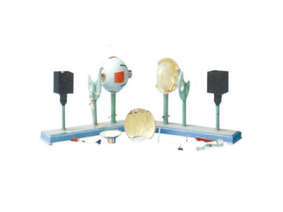 Mô hình dụng cụ thể hiện chức năng của nhãn cầu