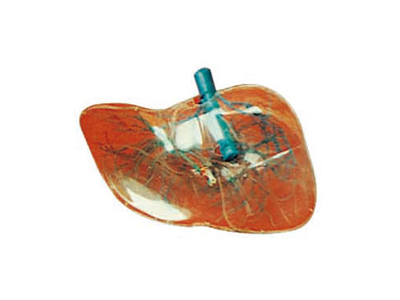 Mô hình gan trong suốt