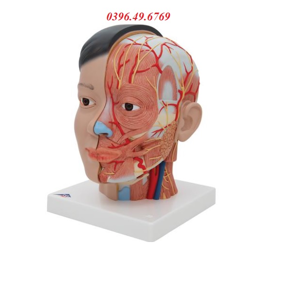 Mô hình giải phẫu hệ cơ xương đầu mặt cổ 1000215 [C06]