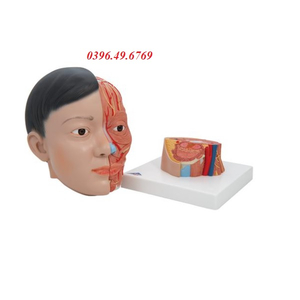 Mô hình giải phẫu cơ đầu mặt cổ 1000215 [C06]