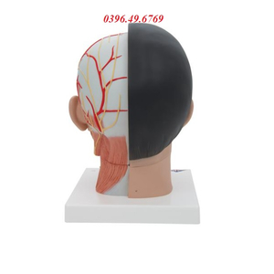 Mô hình giải phẫu cơ đầu mặt cổ 1000215 [C06]
