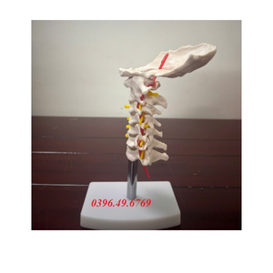 Mô hình đốt sống thắt lưng với xương cùng xương cụt và thoát vị đĩa đệm