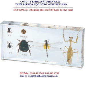 Mô hình giải phẫu 6 loại côn trùng
