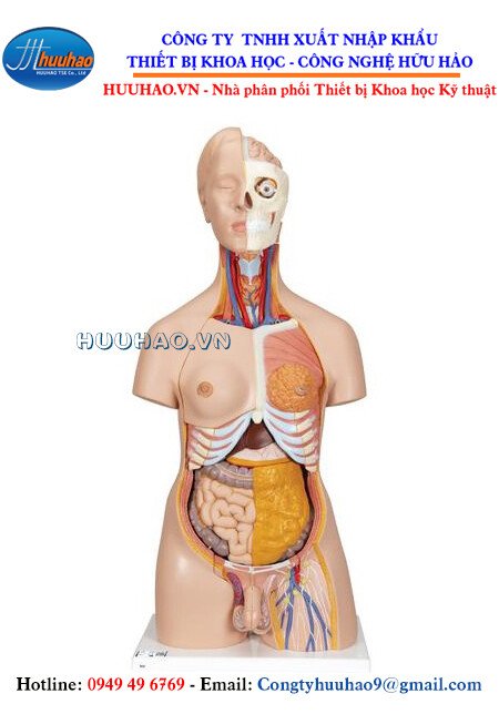 Cập nhật 68+ về mô hình giải phẫu cơ thể người