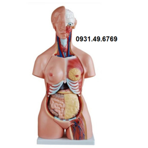 MÔ HÌNH GIẢI PHẪU NỘI TẠNG NGƯỜI BÁN THÂN 85CM 23 PHẦN THÁO RỜI