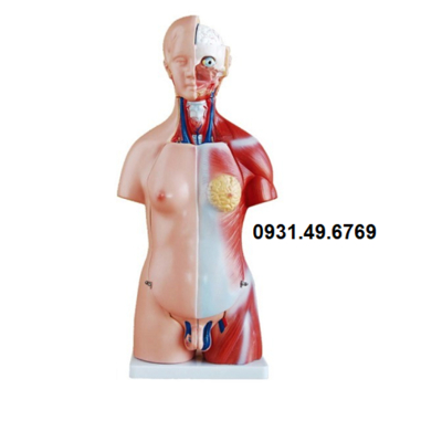 MÔ HÌNH GIẢI PHẪU BÁN THÂN KÈM NỘI TẠNG 45CM 23 PHẦN