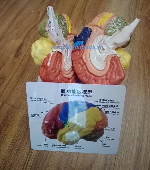 Mô hình não có sơn màu