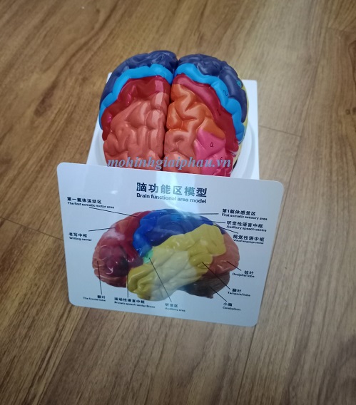 Mô hình bộ não sơn màu