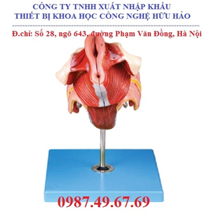 MÔ HÌNH GIẢI PHẪU BỘ PHẬN SINH DỤC NỮ