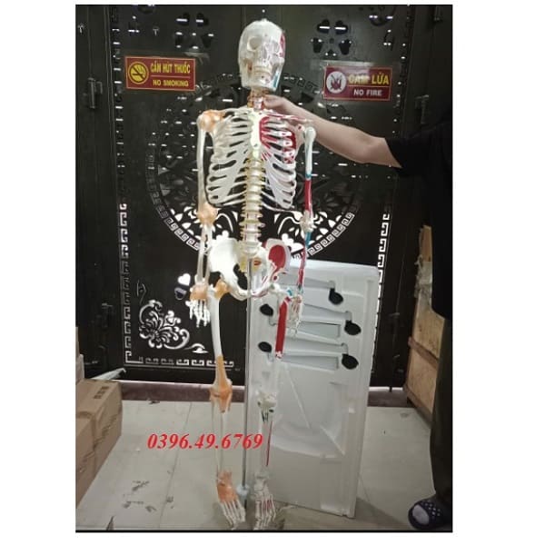 MÔ HÌNH GIẢI PHẪU BỘ XƯƠNG NGƯỜI CÓ SƠN CƠ VÀ DÂY CHẰNG KÍCH THƯỚC THẬT
