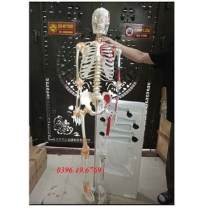 MÔ HÌNH GIẢI PHẪU BỘ XƯƠNG NGƯỜI CÓ SƠN CƠ VÀ DÂY CHẰNG KÍCH THƯỚC THẬT