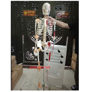 Mô hình bộ xương người có sơn cơ và dây chằng kích thước thật
