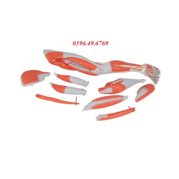 Mô hình giải phẫu cơ chi dưới model 1000351 [M20] 3B Scientific Đức