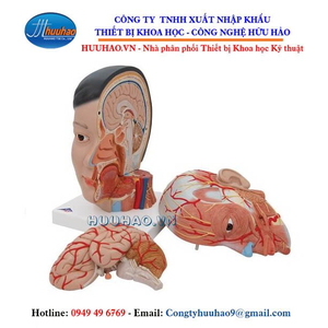 Mô hình giải phẫu cơ đầu mặt cổ 1000215 [C06]
