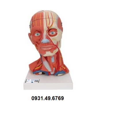 MÔ HÌNH HỆ CƠ XƯƠNG ĐẦU MẶT CỔ 3B SCIENTIFIC 1000214