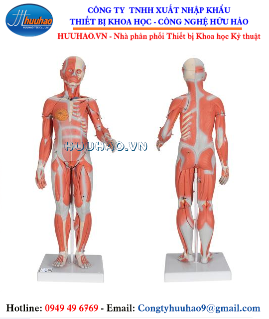 Mô hình giải phẫu hệ cơ và nội tạng cơ thể người 78cm  Thiết Bị Y Tế Huê  Lợi