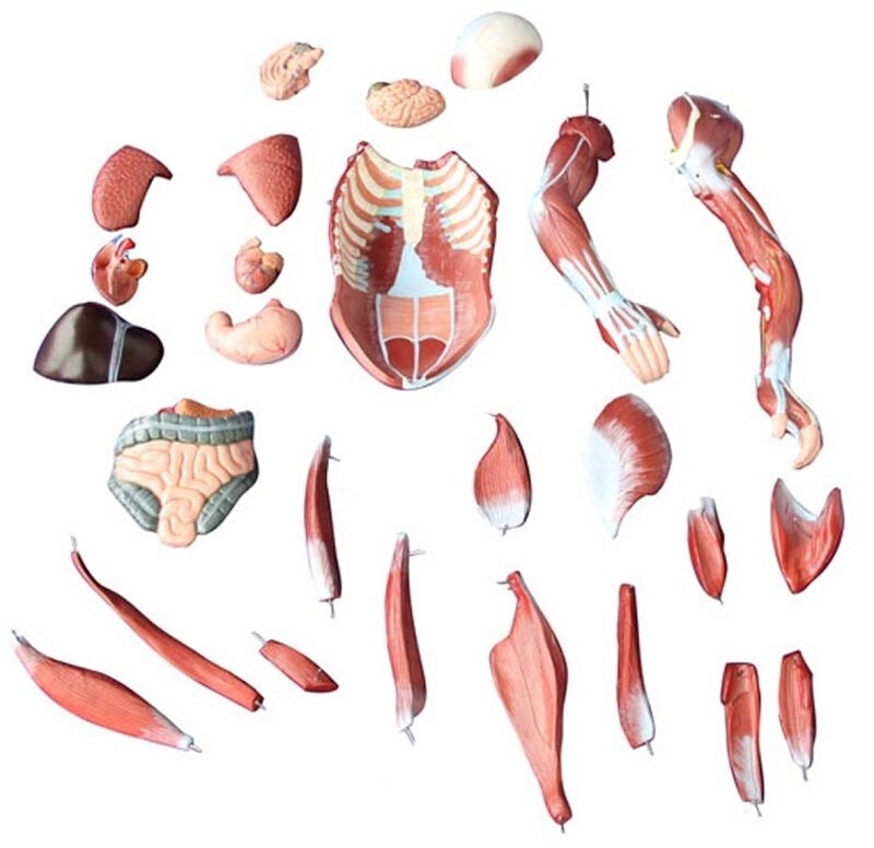 Mô hình hệ cơ toàn thân 80cm 27 phần