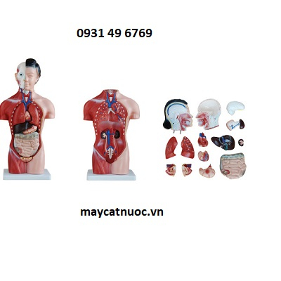 Mô hình giải phẫu cơ quan nội tạng bán thân 42cm