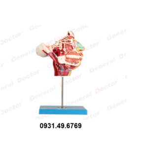 MÔ HÌNH GIẢI PHẪU CƠ THẦN KINH VÀ MẠCH MÁU VÙNG MẶT HONGLIAN GD/A18109