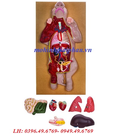 Mô hình giải phẫu cơ thể lợn