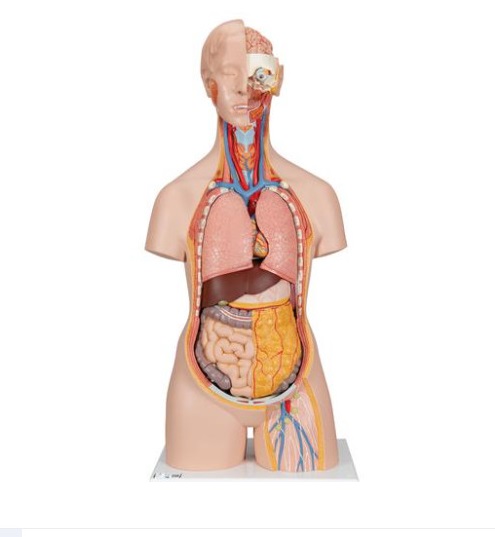 Mô hình giải phẫu cơ thể người 85cm 18 phần 1000193 [B19]- Classic Unisex Human Torso Model with Opened Neck and Back