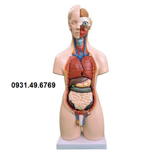 MÔ HÌNH GIẢI PHẪU CƠ THỂ NGƯỜI BÁN THÂN CÓ ĐẦU KÈM NỘI TẠNG 55CM 20 PHẦN