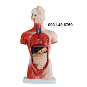 MÔ HÌNH GIẢI PHẪU CƠ THỂ NGƯỜI KÈM NỘI TẠNG 26CM 15 PHẦN